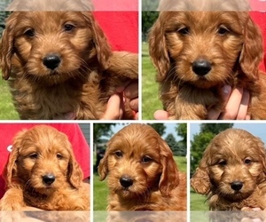Goldendoodle (Miniature) Litter for sale in HULL, IA, USA