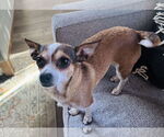 Small #2 Chihuahua