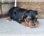 Small Photo #35 Yorkshire Terrier Puppy For Sale in MANES, MO, USA