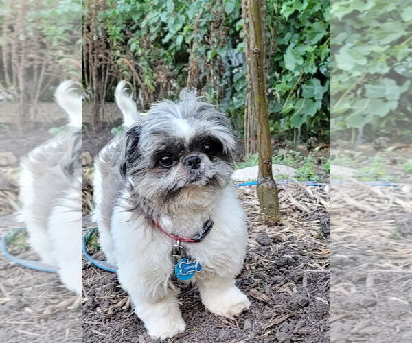 Medium Photo #1 Shih Tzu Puppy For Sale in St. Louis Park, MN, USA