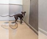 Small Chihuahua Mix