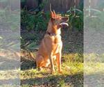 Small #1 German Shepherd Dog Mix
