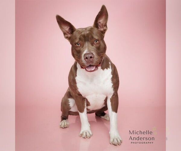 Medium Photo #2 Mutt Puppy For Sale in Corona, CA, USA