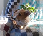 Small Photo #1 Pembroke Welsh Corgi Puppy For Sale in NEWAYGO, MI, USA