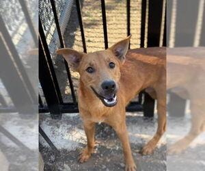 German Shepherd Dog-Unknown Mix Dogs for adoption in Riverside, CA, USA