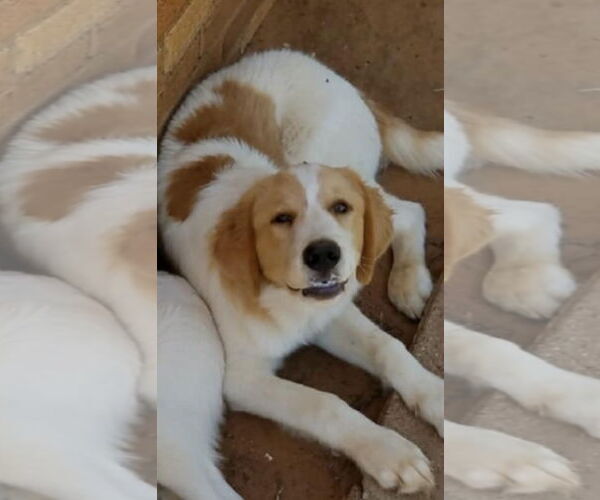 Medium Photo #2 Great Pyrenees-Unknown Mix Puppy For Sale in Grafton, WI, USA