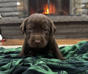 Labrador Retriever Puppy for sale in MESA, WA, USA