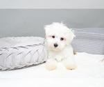 Small Photo #2 Maltese Puppy For Sale in MARIETTA, GA, USA