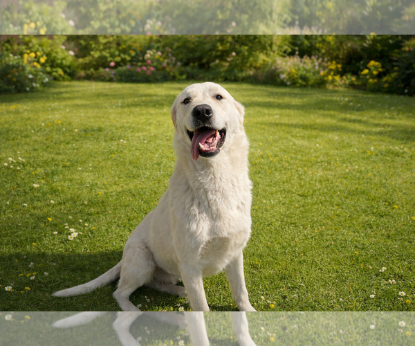 Medium Photo #4 Labrador Retriever-Unknown Mix Puppy For Sale in Clovis, CA, USA