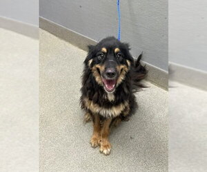 German Shepherd Dog-Unknown Mix Dogs for adoption in Las Vegas, NV, USA