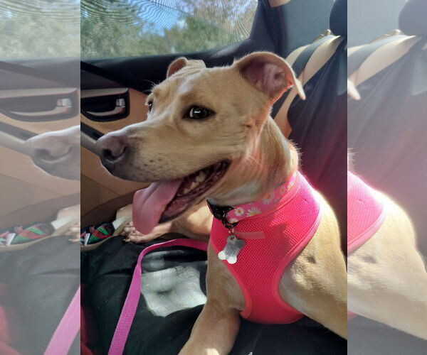 Medium Photo #10 Pointer Puppy For Sale in Sanford, FL, USA