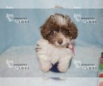 Small Photo #16 Maltipoo Puppy For Sale in SANGER, TX, USA