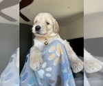 Small #2 Goldendoodle