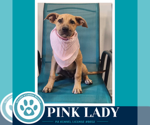 Mutt Dogs for adoption in Kimberton, PA, USA
