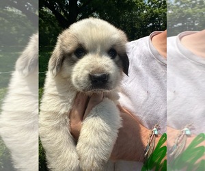 Great Pyrenees Puppy for sale in DILLWYN, VA, USA