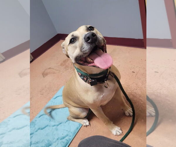 Medium Photo #5 American Pit Bull Terrier-Unknown Mix Puppy For Sale in Spotsylvania, VA, USA