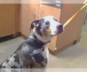 Catahoula Leopard Dog-Unknown Mix Dogs for adoption in Sacramento, CA, USA