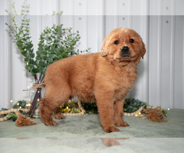 Medium Photo #1 Golden Retriever Puppy For Sale in HOLMESVILLE, OH, USA