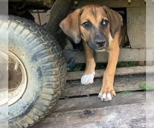 Mutt Dogs for adoption in Germantown, OH, USA
