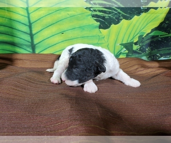 Medium Photo #3 Bernedoodle (Miniature) Puppy For Sale in COLORADO SPRINGS, CO, USA