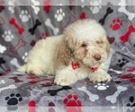 Small Photo #14 Poodle (Miniature) Puppy For Sale in LAKELAND, FL, USA