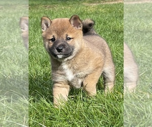 Shiba Inu Puppy for sale in SNOHOMISH, WA, USA