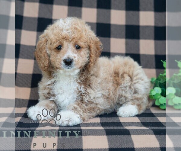 Medium Photo #4 Poodle (Miniature) Puppy For Sale in DORNSIFE, PA, USA