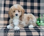Small #3 Poodle (Miniature)