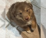 Small Photo #5 Miniature Australian Shepherd Puppy For Sale in ESCALON, CA, USA