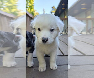 Cheddar - Male Great Pyrenees-Unknown Mix Dog for Adoption - Photo #2