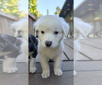 Small Photo #2 Great Pyrenees-Unknown Mix Puppy For Sale in Brooklyn Center, MN, USA