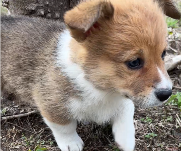 Medium Photo #31 Pembroke Welsh Corgi Puppy For Sale in MIDLOTHIAN, TX, USA