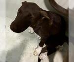 Small German Shorthaired Pointer