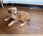Small Photo #79 Bernedoodle (Miniature) Puppy For Sale in BLACK FOREST, CO, USA