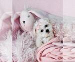 Puppy Maltese Maltese