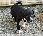 Small Black Mouth Cur-Bulldog Mix