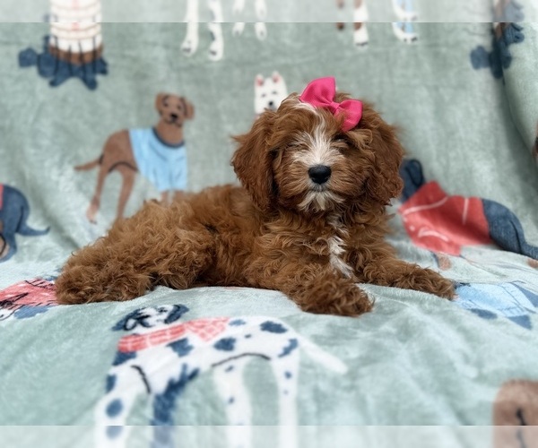 Medium Photo #7 Cavapoo (Miniature) Puppy For Sale in LAKELAND, FL, USA