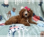 Buttercup - Female Cavapoo (Miniature) Puppy for Sale - Photo #7