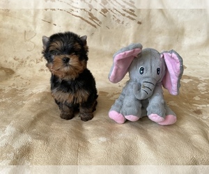 Yorkshire Terrier Puppy for Sale in ROANOKE, Virginia USA
