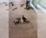 Small #13 Belgian Malinois