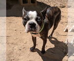 Small #1 Boston Terrier