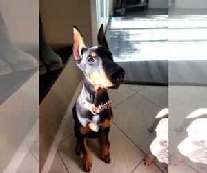 Doberman Pinscher Puppy for Sale in PHELAN, California USA