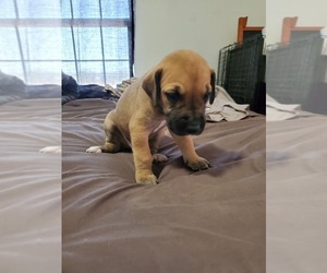 Great Dane Puppy for Sale in WICHITA FALLS, Texas USA