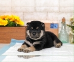 Small Photo #8 Shiba Inu Puppy For Sale in SAN DIEGO, CA, USA