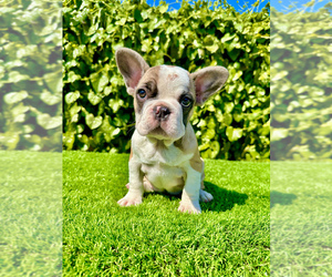 French Bulldog Puppy for sale in MORENO VALLEY, CA, USA
