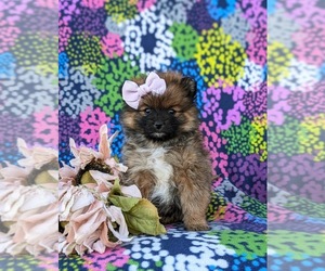 Pomeranian Puppy for sale in OXFORD, PA, USA