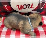 Small Photo #8 German Shepherd Dog Puppy For Sale in MARION, IL, USA