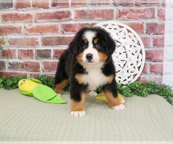 Medium Photo #6 Bernese Mountain Dog Puppy For Sale in SYRACUSE, IN, USA