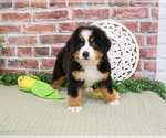 Small #5 Bernese Mountain Dog