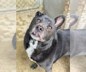 Labrador Retriever-Unknown Mix Dogs for adoption in New London, WI, USA